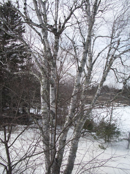 Studio birch tree